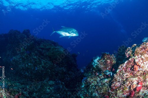 Trevally patrolling a dark, tropical coral reef at dawn © whitcomberd