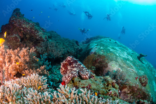 Fototapeta Naklejka Na Ścianę i Meble -  Large Octopus patrolling a colorful but murky tropical coral reef