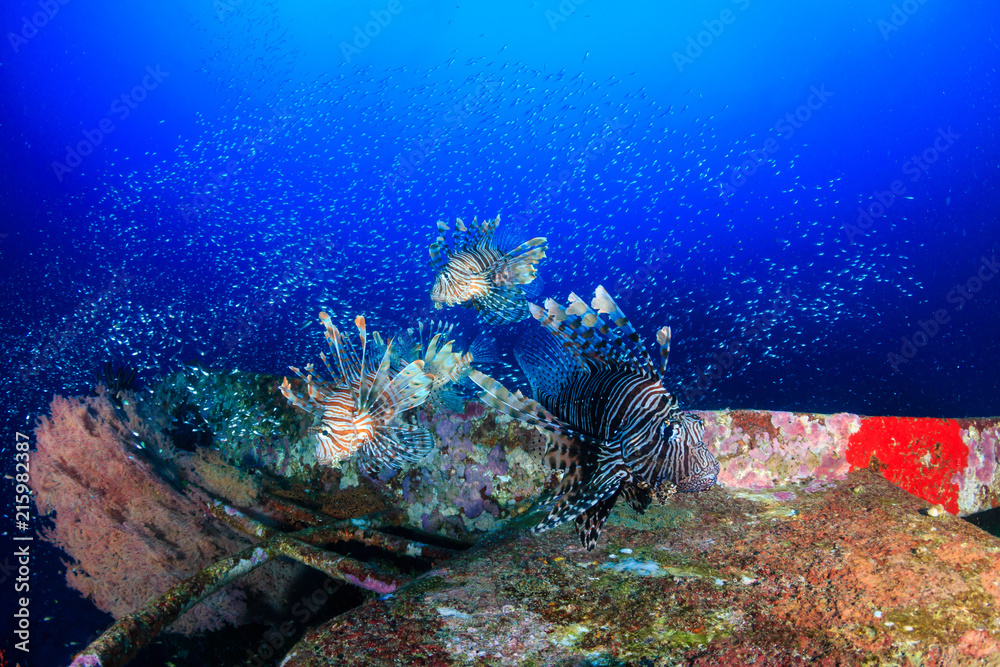 Beautiful Lionfish swimming over a coral encrusted shipwreck in a tropical ocean