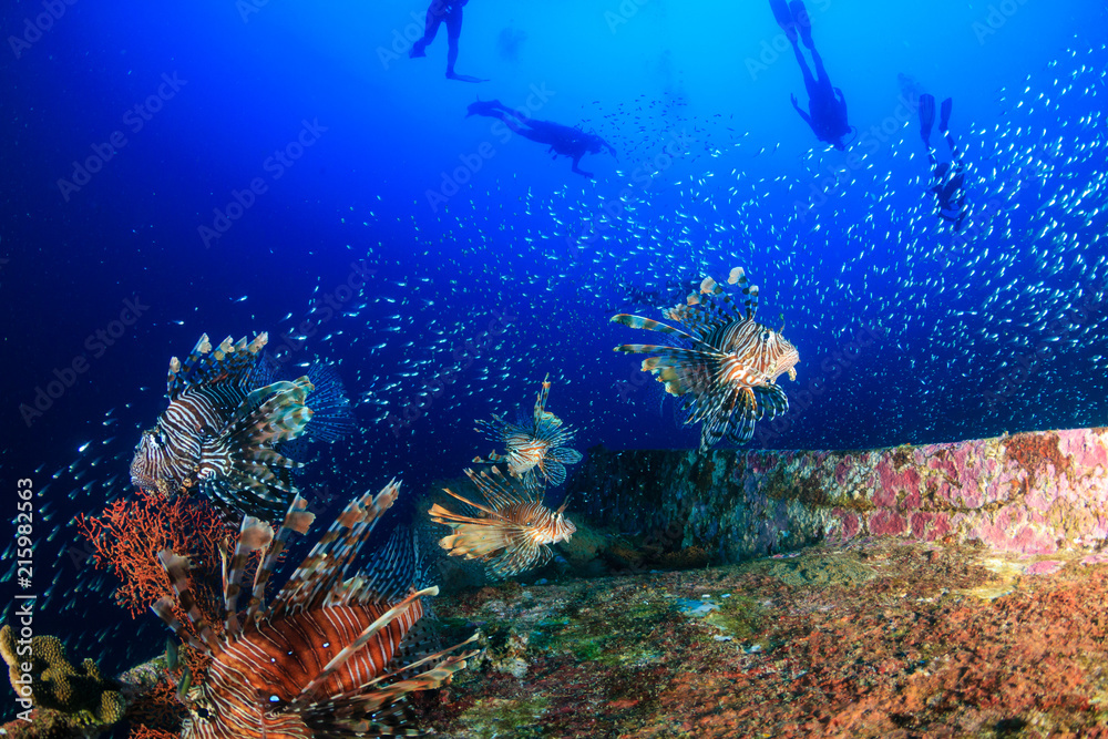 Obraz premium Beautiful Lionfish swimming over a coral encrusted shipwreck in a tropical ocean
