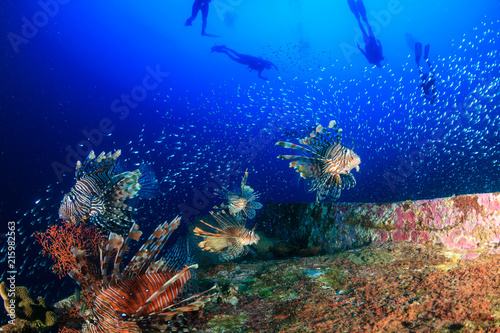 Fototapeta Naklejka Na Ścianę i Meble -  Beautiful Lionfish swimming over a coral encrusted shipwreck in a tropical ocean