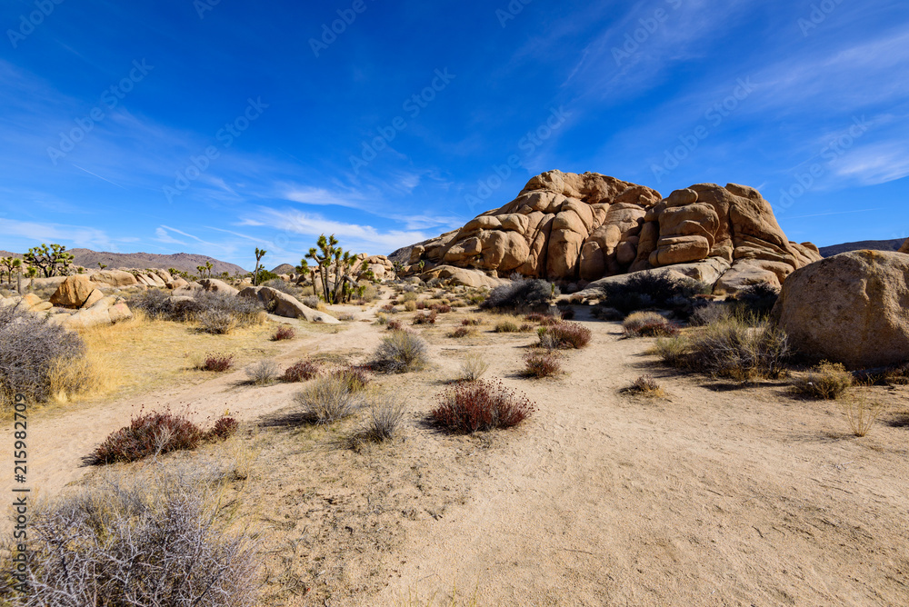 Potate at Joshua Tree National Park Potate at Joshua Tree National Park