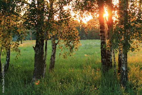 Fototapeta Naklejka Na Ścianę i Meble -  Birch trees. Meadow with high grass in summer.