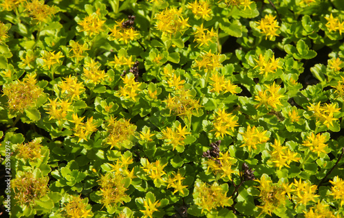 background of small yellow flowers