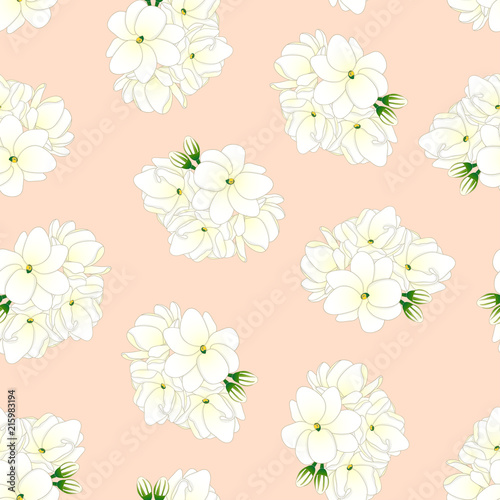 Arabian Jasmine on Light Or...