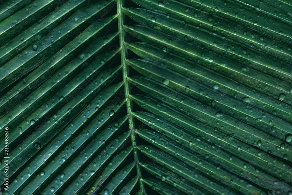 abstract green palm leaves nature with rain drop abstract green palm leaves nature with rain drop