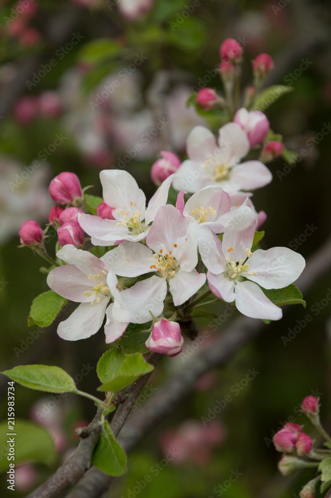 Closeup of spring apple blossom on trees Closeup of spring apple blossom on trees