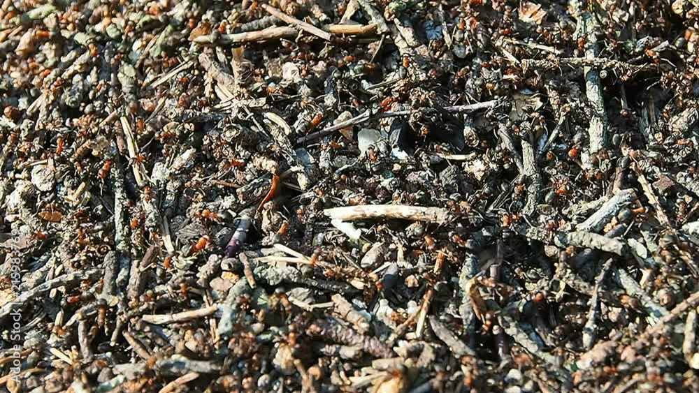 Ants are working to build an anthill. Wild life of insects in nature. Ants are working to build an anthill. Wild life of insects in nature.