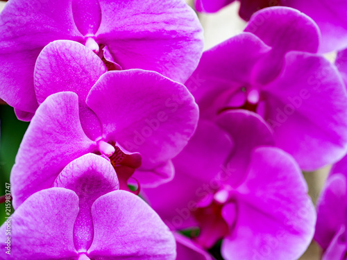 closeup purple flowers              