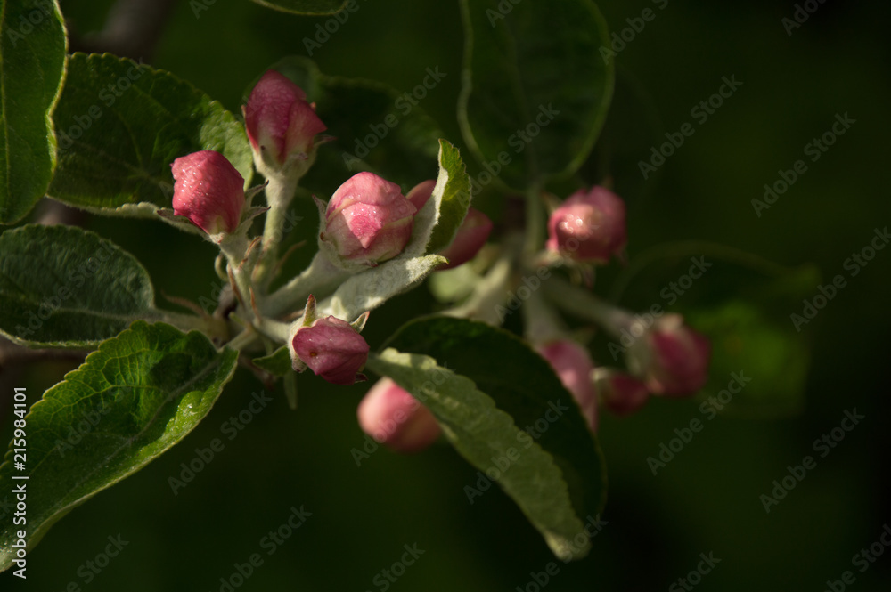 Closeup of spring apple blossom on trees Closeup of spring apple blossom on trees