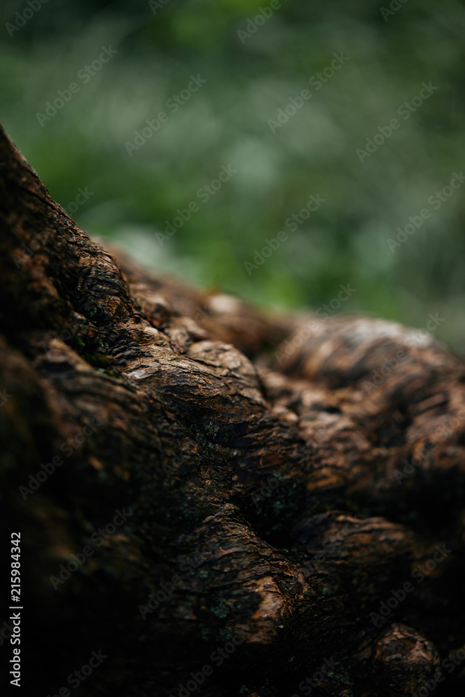 Obraz premium selective focus of tree bark on blurred background