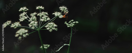 selective focus of bee on cow parsley flowers with blurred background