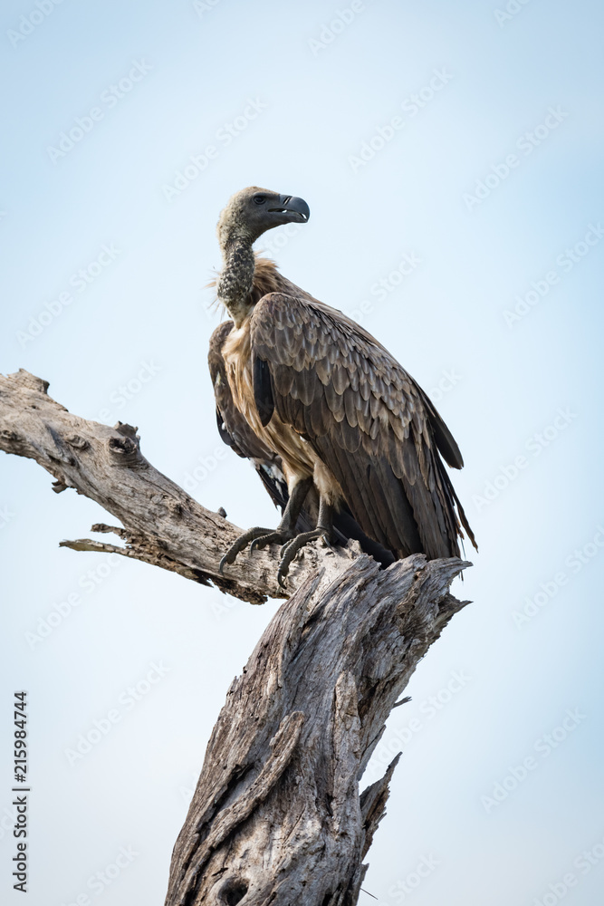 White-backed vulture perched on dead tree stump White-backed vulture perched on dead tree stump