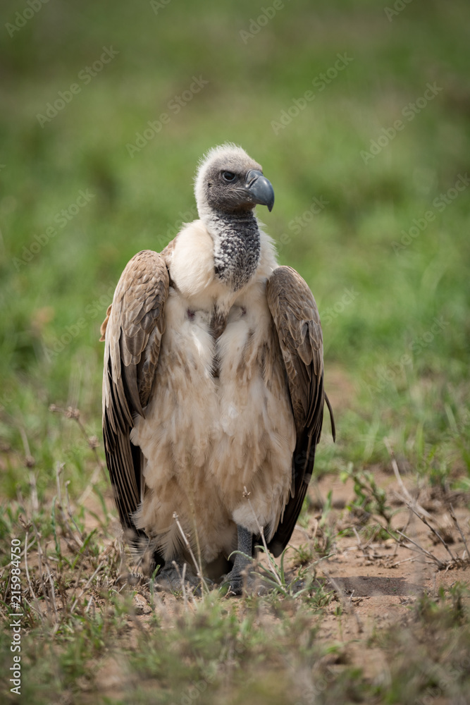 White-backed vulture standing on grassland facing right White-backed vulture standing on grassland facing right