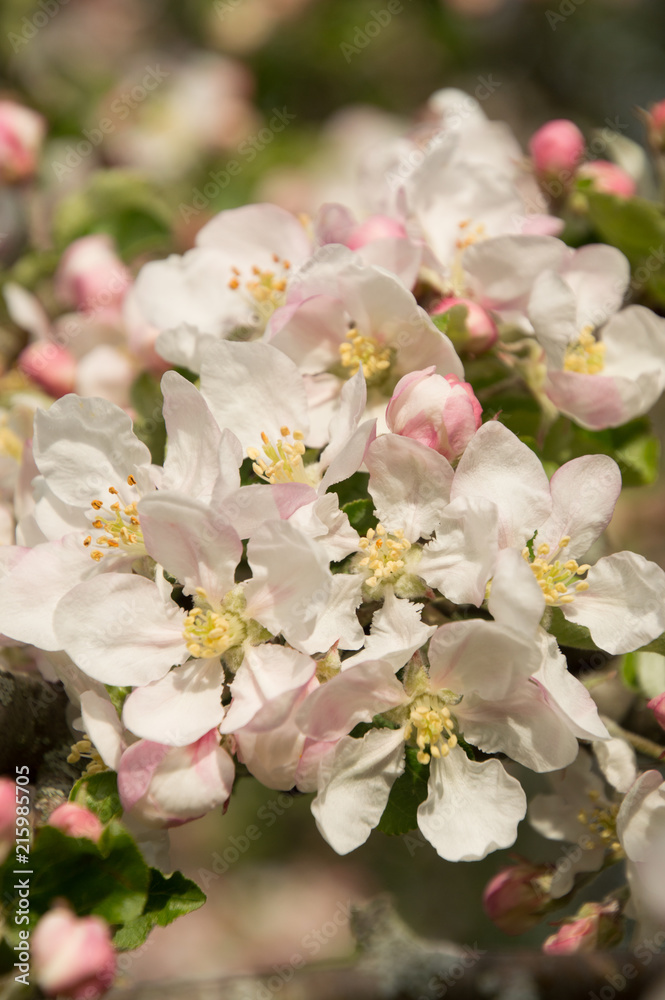 Closeup of spring apple blossom on trees