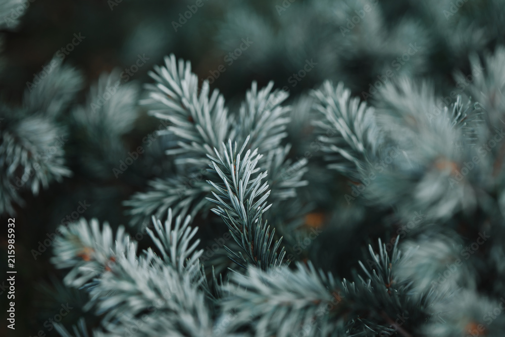 selective focus of white pine branches with needles on blurred background