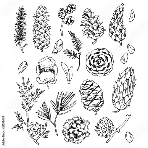 Different cones and seeds vector set.