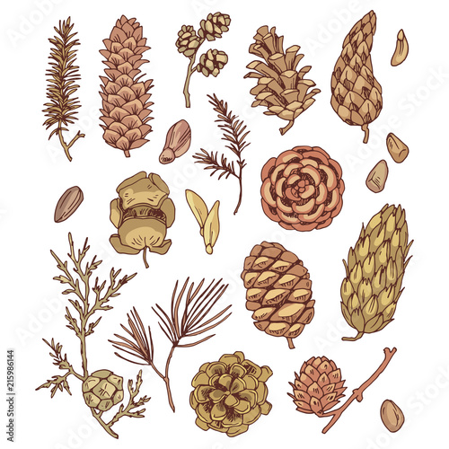 Cones and seed set of vector drawings for design and illustration.