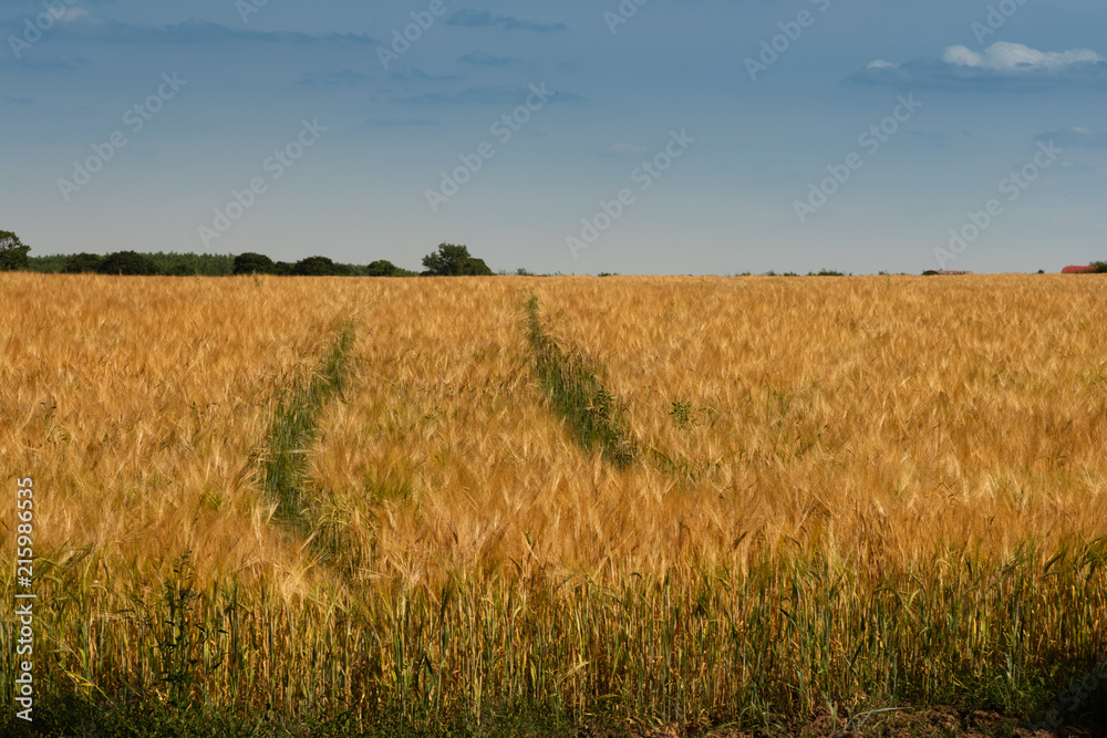 Tracks in a wheat field middle left