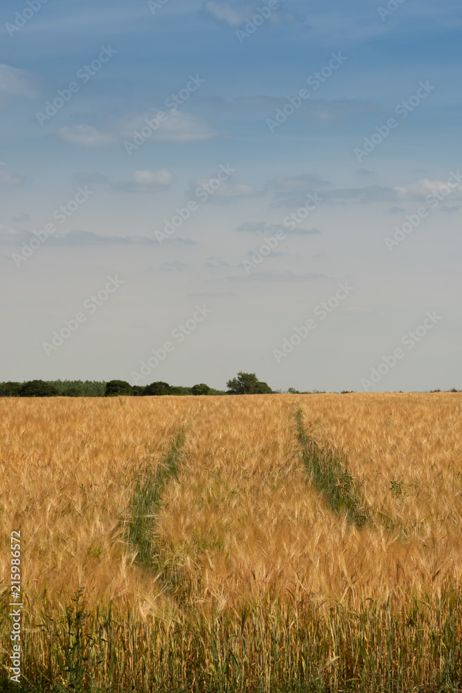 Tracks in a wheat field - lower centre