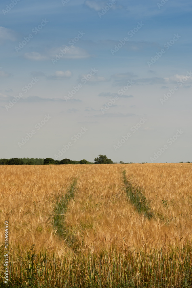 Obraz premium Tracks in a wheat field - lower centre