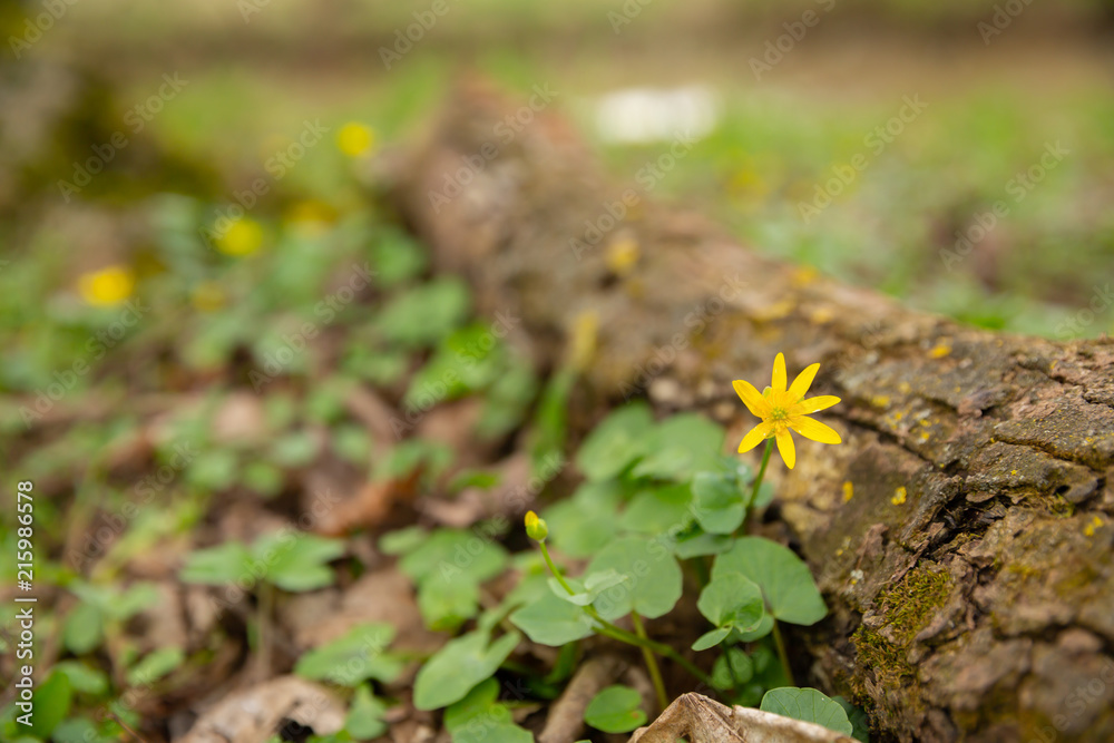 Obraz premium Frühblüher
