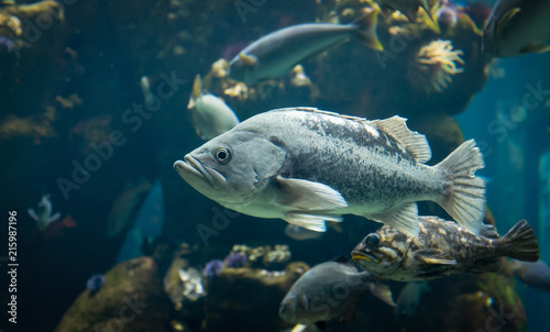 Blue rockfish in an aquarium tank.  Other fish species behind.