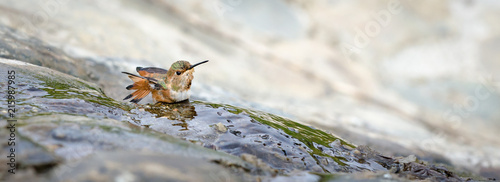 Allen's Hummingbird (Selasphorus sasin) bathing, tail feathers spread.  Thin sheet of water flows over green, moss covered rocks.