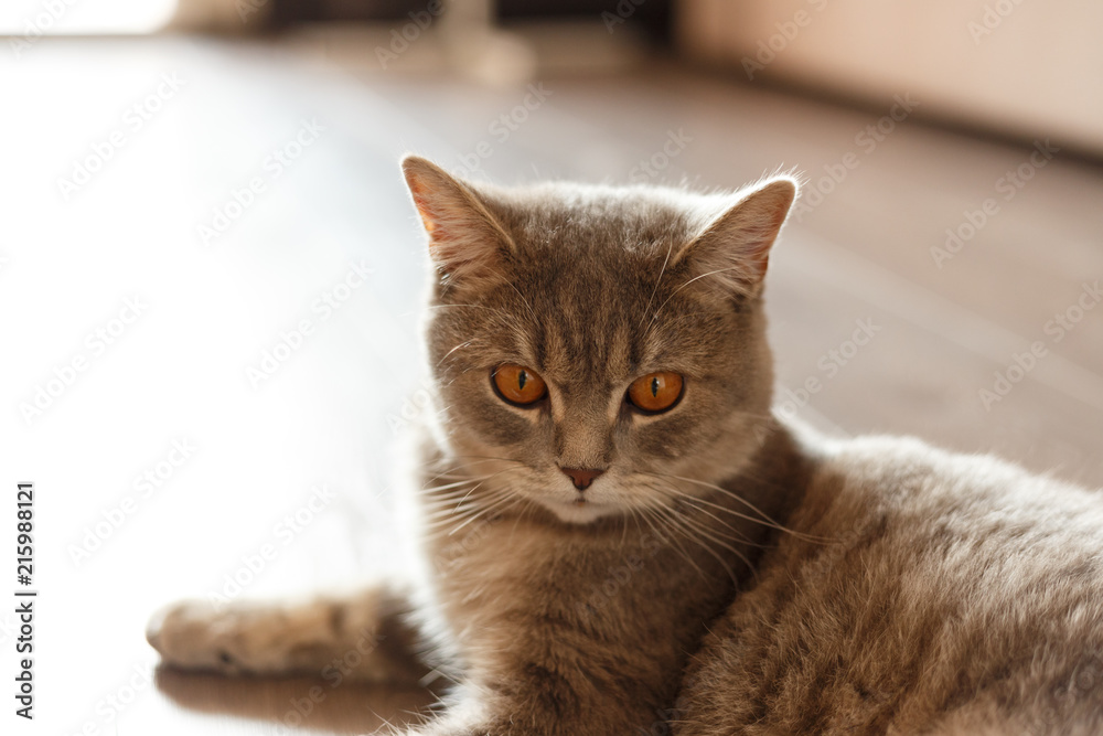 Portrait of Cute Cat Scottish Straight with home. Lying cat Portrait of Cute Cat Scottish Straight with home. Lying cat
