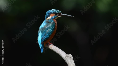 Colorful bird close up,rear and front view. Common Kingfisher male perching on branch shaking water off looking down for fish in a river turning from rear to front view with natural black background,h