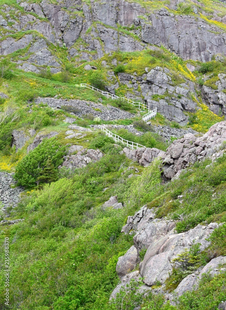 steep outdoor staircase on a cliff surrounded by a lush green grass and Spring flowers, at Signal Hill St John's Newfoundland Canada steep outdoor staircase on a cliff surrounded by a lush green grass and Spring flowers, at Signal Hill St John's Newfoundland Canada