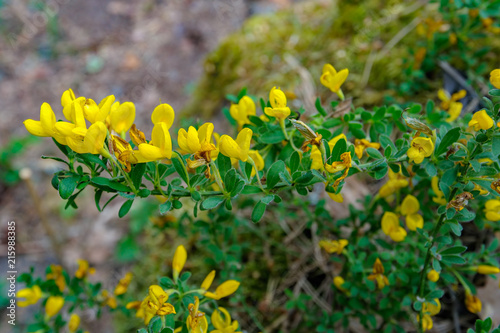 Fototapeta Naklejka Na Ścianę i Meble -  Bright yellow flowers on blooming Cytisus Decumbens branch.