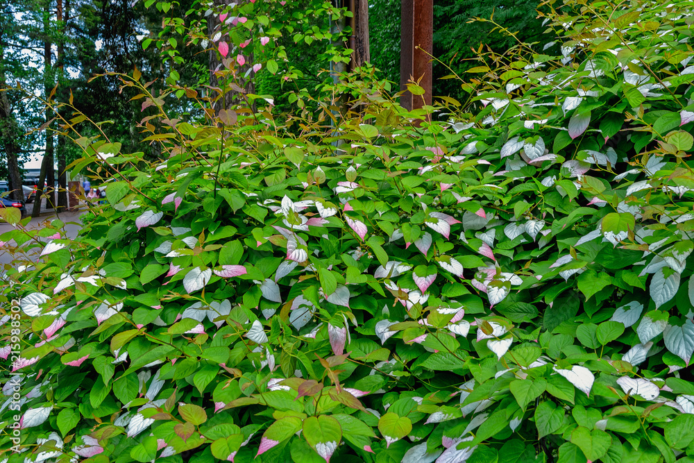 General view of colorful Actinidia kolomikta flowering plant, commonly known as variegated-leaf hardy kiwi. General view of colorful Actinidia kolomikta flowering plant, commonly known as variegated-leaf hardy kiwi.