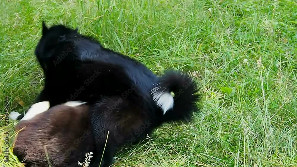 Dogs have fun playing on the grass. Huskies of Russian-European breed have fun with each other. Dogs have fun playing on the grass. Huskies of Russian-European breed have fun with each other.