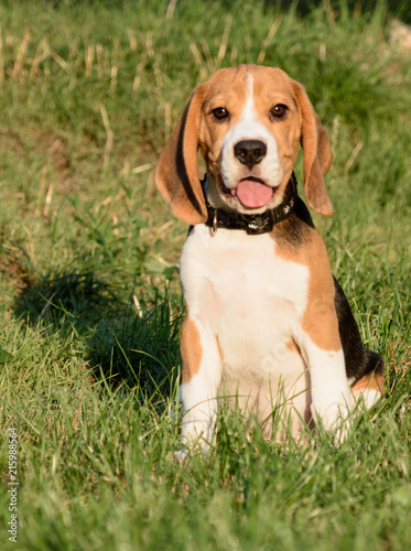Beautiful Tricolor Puppy Of English Beagle seating On Green Grass. Beagle Is A Breed Of Small Hound, Similar In Appearance To The Much Larger Foxhound. Smiling Dog