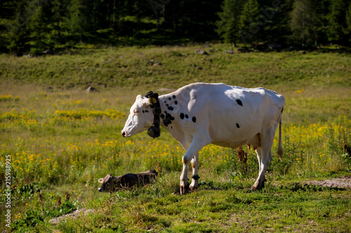 Kuh auf der Almweide photo