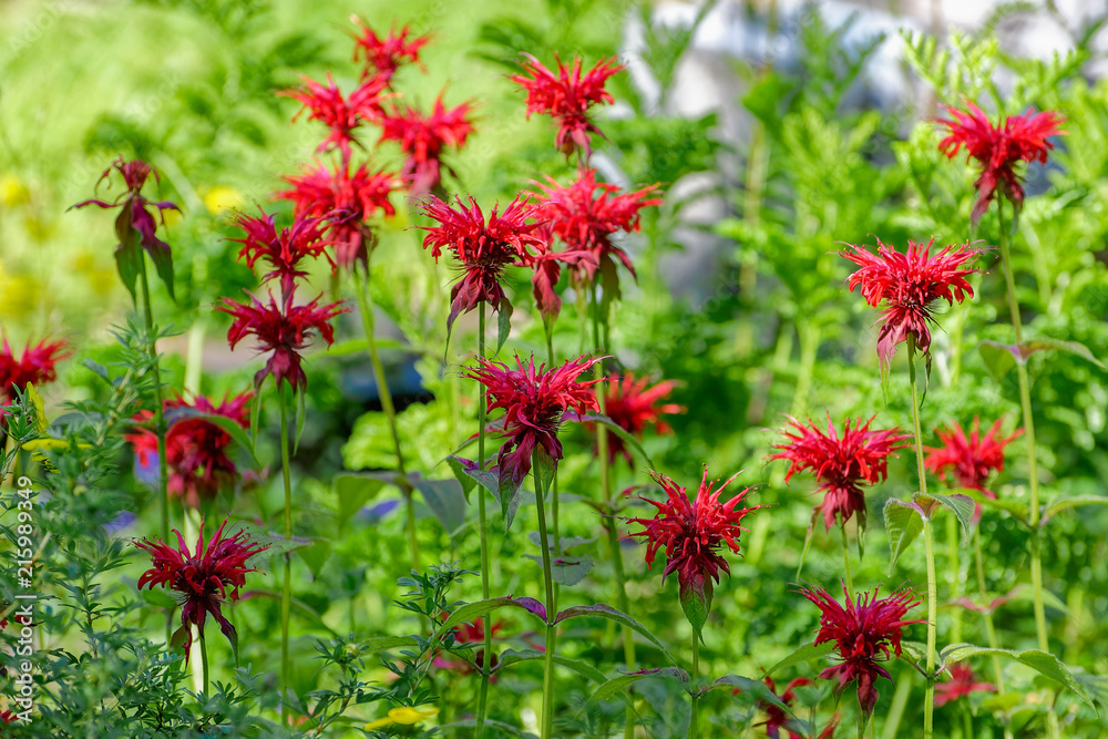 Monarda didyma flower in a garden