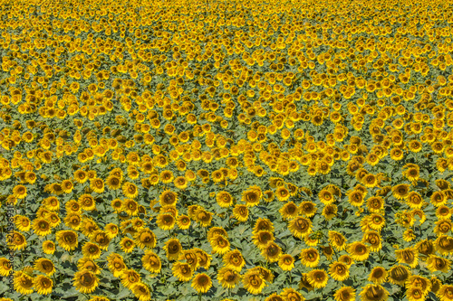 summer sunflower field 