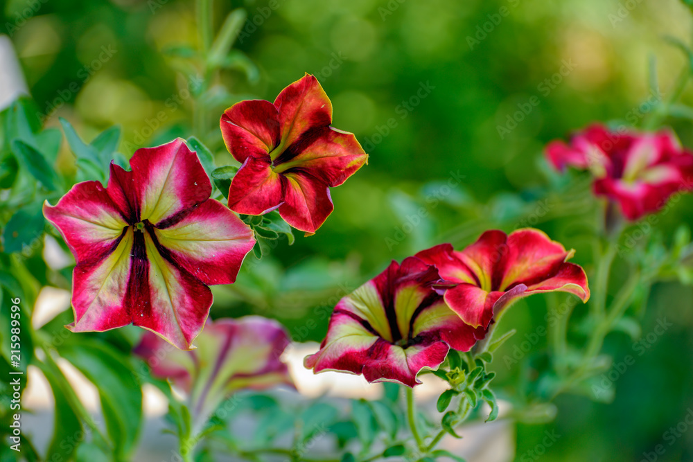 Close-up view to flower of blooming petunia on natural foliage background.