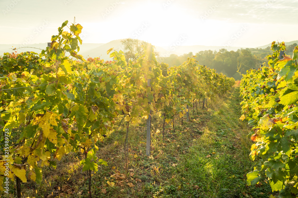 Naklejka premium Sonnenaufgang im herbstlichen Weinberg