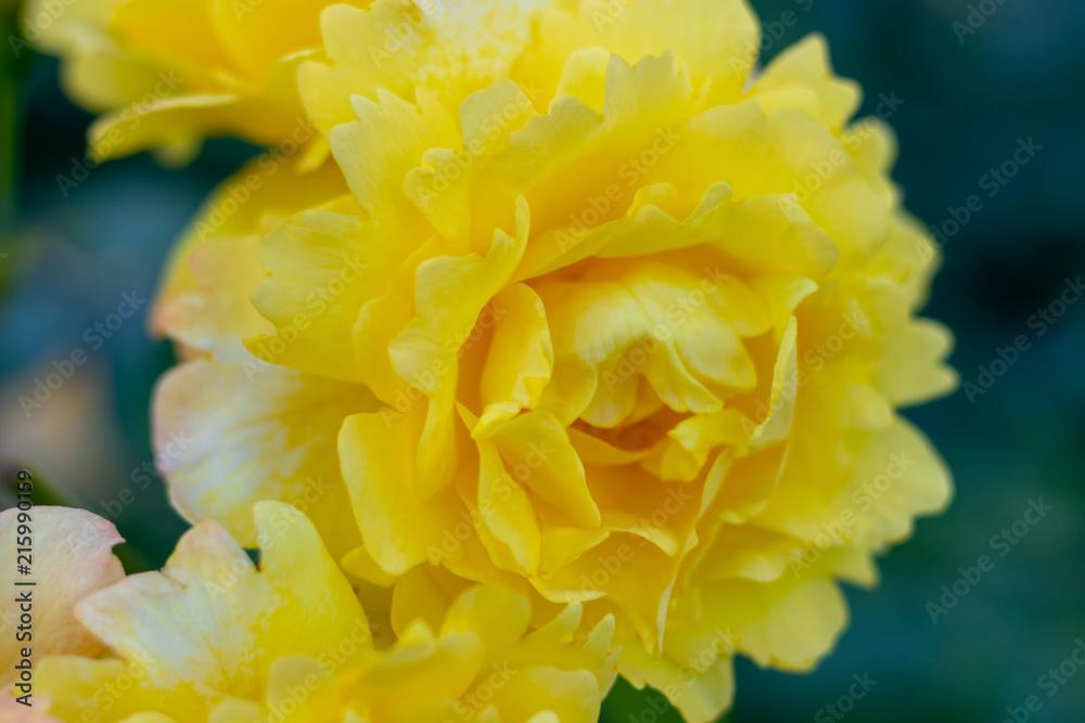 Beautiful yellow rose in the garden, shallow depth of field Beautiful yellow rose in the garden, shallow depth of field