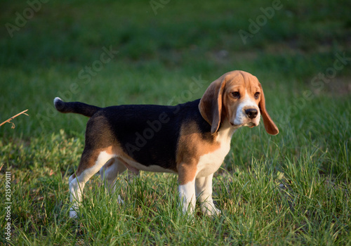 Beautiful Tricolor Puppy Of English Beagle stay On Green Grass. Beagle Is A Breed Of Small Hound, Similar In Appearance To The Much Larger Foxhound. Smiling Dog