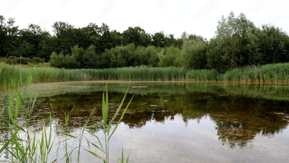 Wildlife pond. Long duration tripod shot that is perfect for titles or over laying text. Wildlife pond. Long duration tripod shot that is perfect for titles or over laying text.
