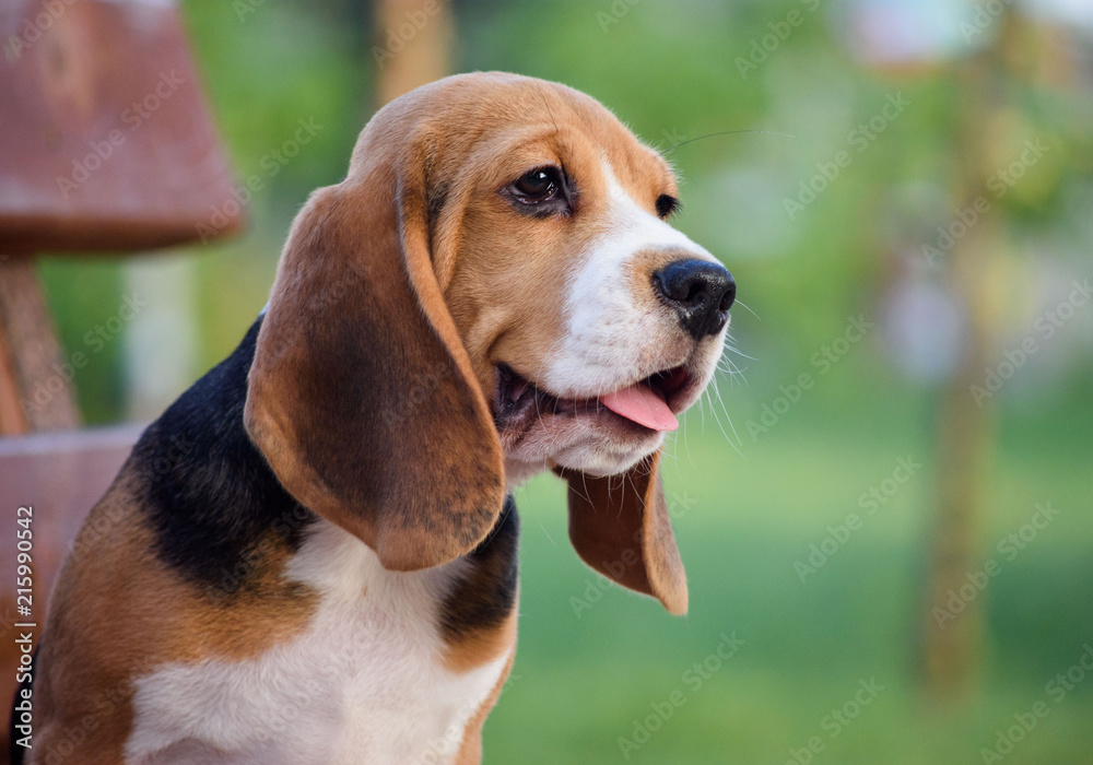 Beautiful Tricolor Puppy Of English Beagle. Portreit.