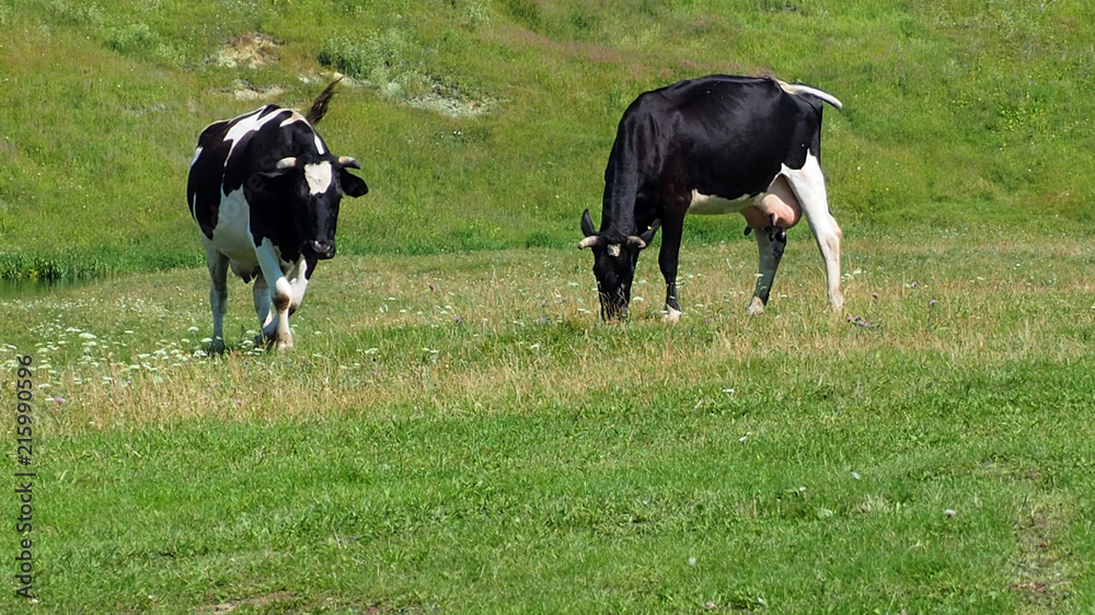 Cows grazing in the field. Rural cattle in animal husbandry. Cows grazing in the field. Rural cattle in animal husbandry.
