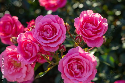 Beautiful pink roses in the garden