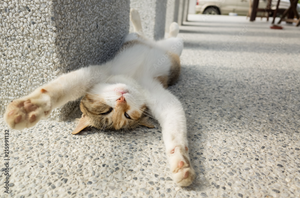 Fototapeta premium funny cat sleep