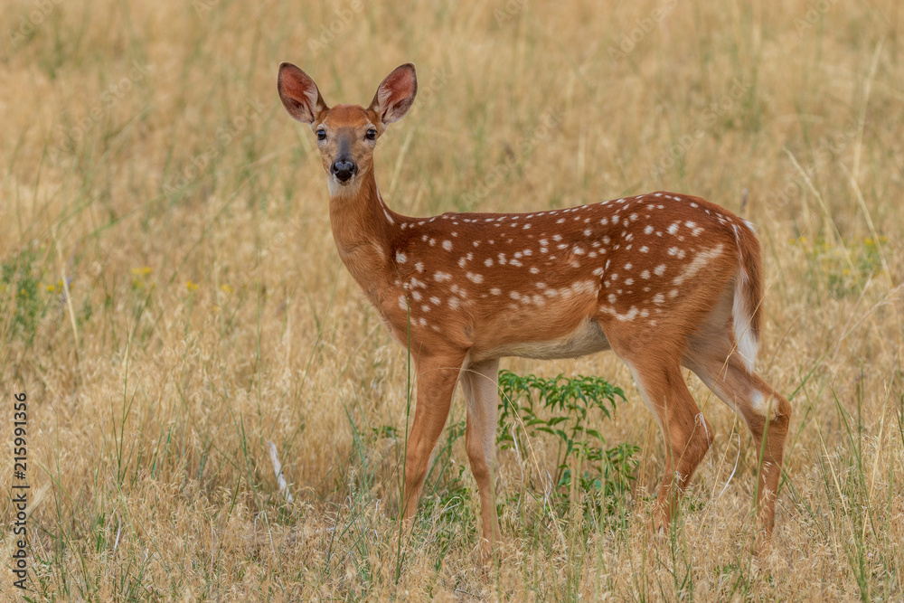 Whitetail Deer Fawn Whitetail Deer Fawn