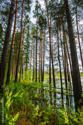 Fototapeta Naklejka Na Ścianę i Meble -  Pine forest on the edge of the swamp. Siberia,Russia