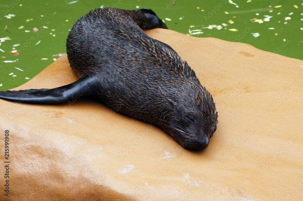 Naklejka premium Lwy morskie w niewoli w zoo